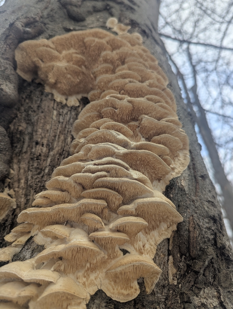 Irpiciporus mollis · December 2025 · photo: © tom1548 (iNaturalist, cc-by-sa)