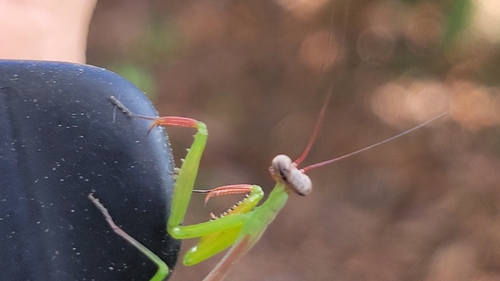 Stagmomantis nahua