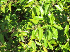 Morinda royoc