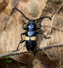Lissonotus flavocinctus