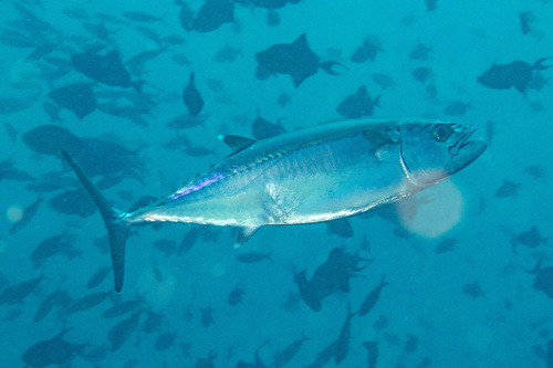 Dogtooth tuna