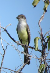 Myiarchus stolidus