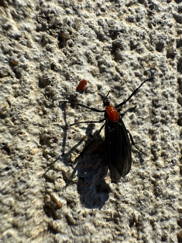 Unknown species found near Kobus Magnolia Ln, Katy, TX, US