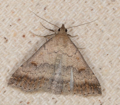 Tetanolita palligera