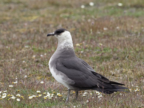 Págalo parásito (Stercorarius parasiticus)