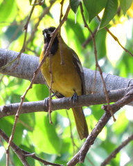 Icterus leucopteryx