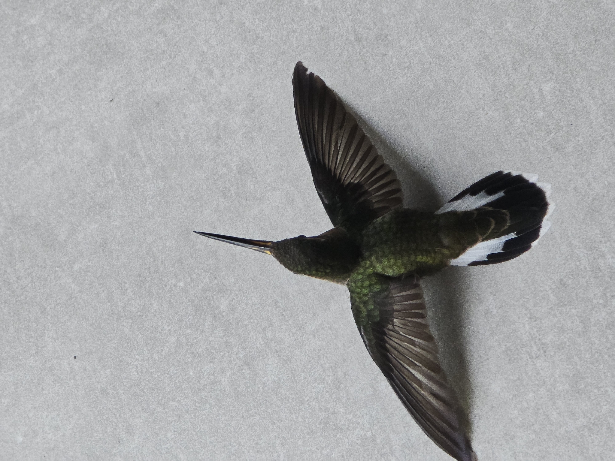 Band-tailed Barbthroat (Threnetes ruckeri), photo 10
