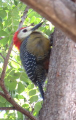 Melanerpes radiolatus