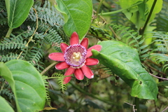 Passiflora alata