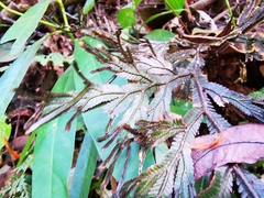 Selaginella intermedia