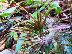 Selaginella intermedia