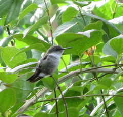 Mellisuga minima