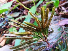 Selaginella intermedia