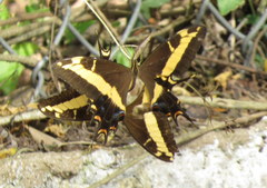 Heraclides andraemon