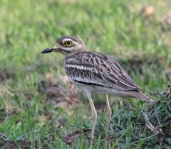 Burhinus indicus