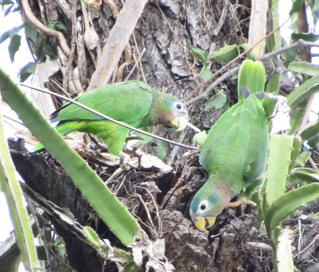 Yellow-Billed Amazon