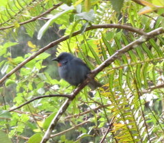 Euneornis campestris