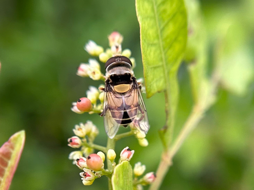 Unknown species found near 80th Terr N, Pinellas Park, FL, US