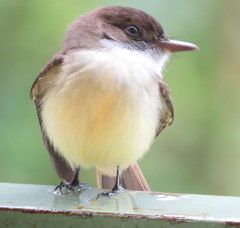 Myiarchus barbirostris