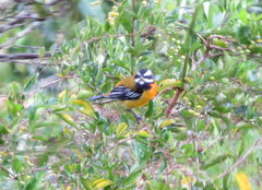 Spindalis nigricephala