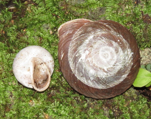 Pleurodontidae