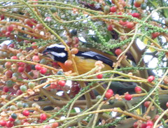 Spindalis nigricephala