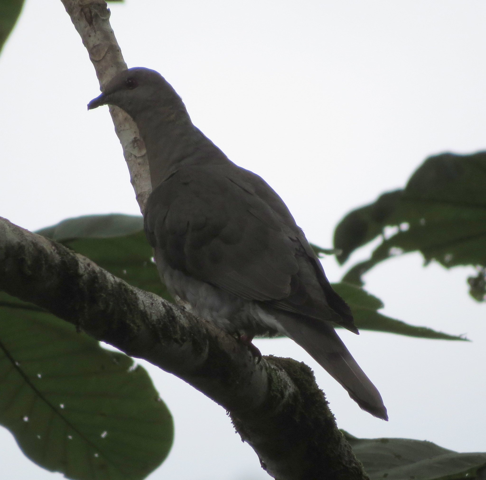 Ring-tailed Pigeon (Patagioenas caribaea), photo 5