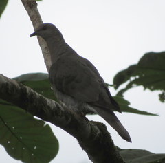 Patagioenas caribaea