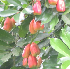 Blighia sapida