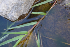 Echinochloa helodes