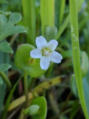 Claytonia parviflora
