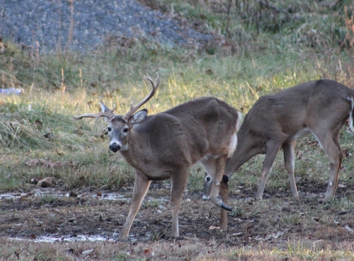 White-tailed Deer photographed in Tennessee