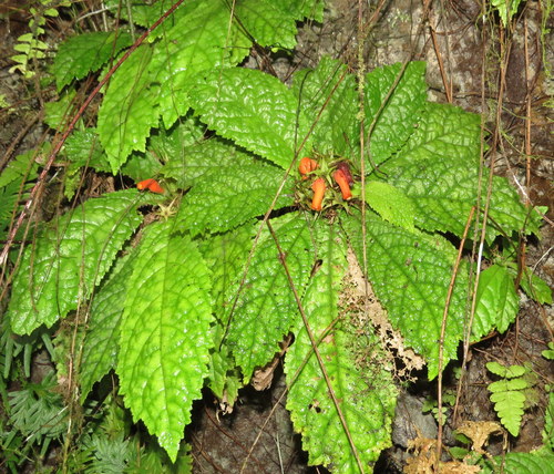 Gesneria acaulis