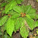 Gesneria acaulis - Photo (c) Millie Basden,  זכויות יוצרים חלקיות (CC BY), הועלה על ידי Millie Basden