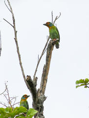 Psilopogon rubricapillus