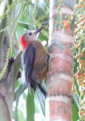 Melanerpes radiolatus