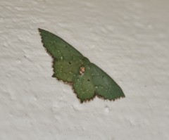 Chloropteryx nordicaria