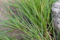 Echinochloa helodes