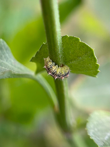 Unknown species found near 78th Ave N, Pinellas Park, FL, US