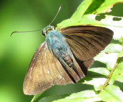 Astraptes jaira