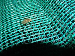 Wesmaelius subnebulosus