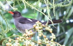 Turdus aurantius