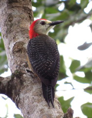 Melanerpes radiolatus