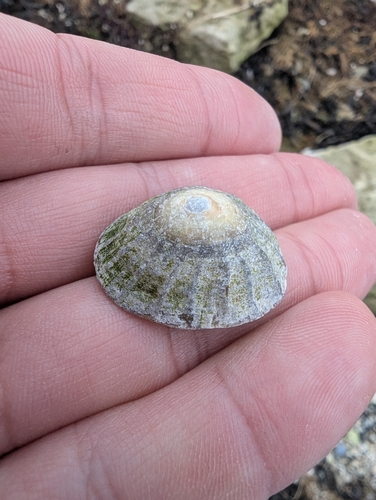 Common European Limpet, 4475 PB Wilhelminadorp, Alankomaat, photo 7 of 10