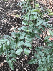 Berberis
