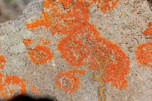 iNaturalist observation photo of sunburst lichens, firedots, and allies
