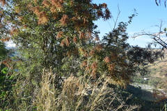 Apoplanesia paniculata