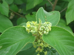 Colubrina yucatanensis