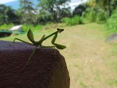Stagmatoptera