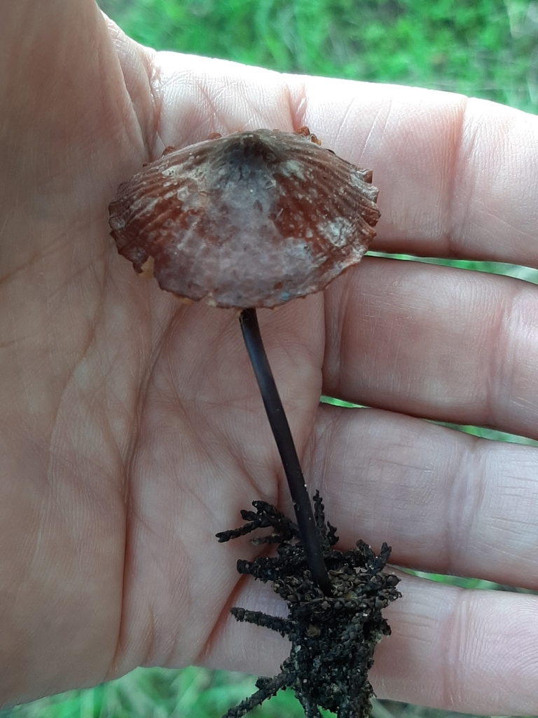 Marasmius plicatulus · December 2025 · photo: © mattkenne1 (iNaturalist, cc0)
